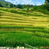 tour-sapa-ha-khau-3-ngay-2-dem
